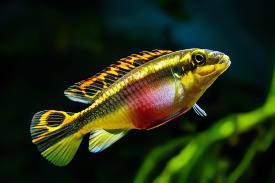 Kribensis Cichlid Pelvicachromis Pulcher 4cm - Real Aquatics