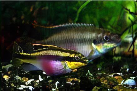 Kribensis Cichlid Pelvicachromis Pulcher 4cm - Real Aquatics