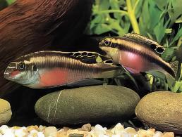 Kribensis Cichlid Pelvicachromis Pulcher 4cm - Real Aquatics