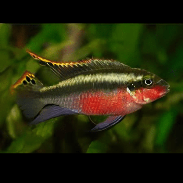 Kribensis Super Red Cichlid Pelvicachromis Pulcher 4cm - Real Aquatics