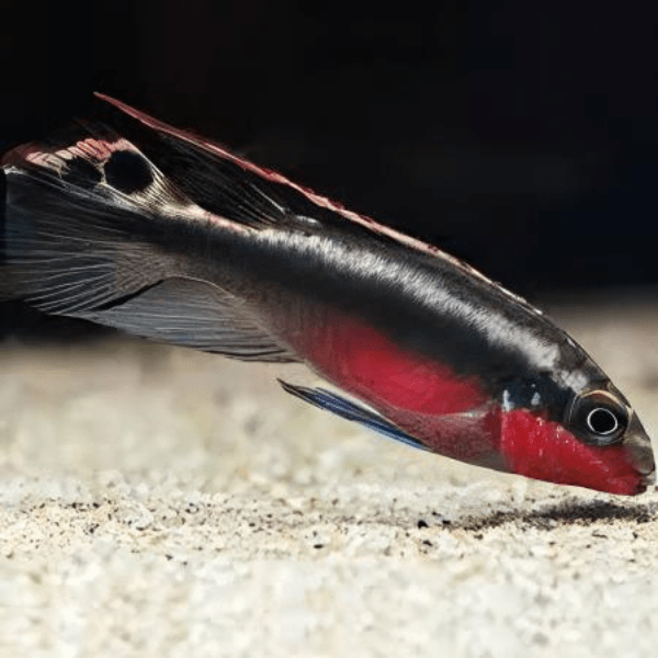 Kribensis Super Red Cichlid Pelvicachromis Pulcher 4cm - Real Aquatics