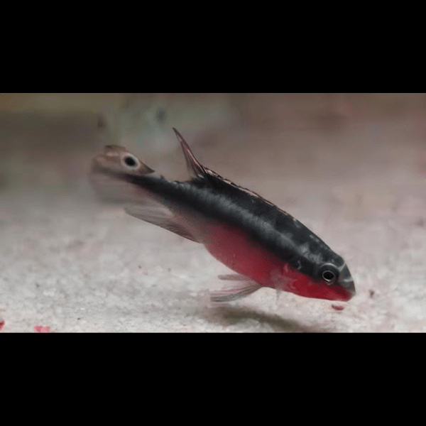 Kribensis Super Red Cichlid Pelvicachromis Pulcher 4cm - Real Aquatics