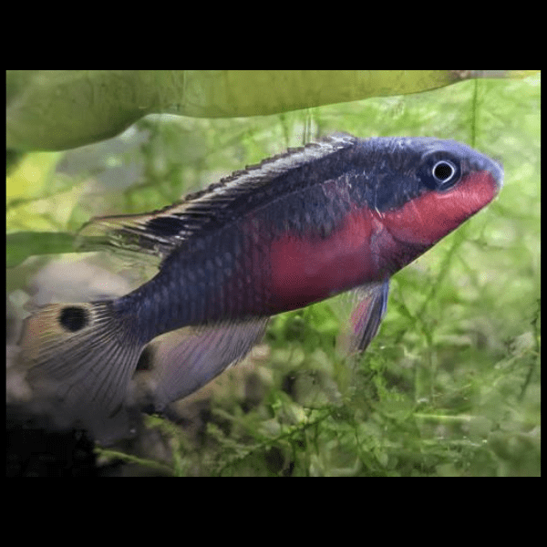 Kribensis Super Red Cichlid Pelvicachromis Pulcher 4cm - Real Aquatics