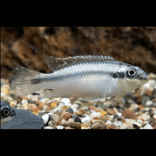 Kribensis Blue Cichlid Pelvicachromis Pulcher 4cm - Real Aquatics