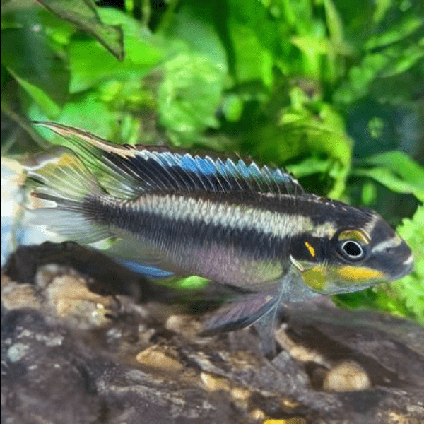 Kribensis Blue Cichlid Pelvicachromis Pulcher 4cm - Real Aquatics