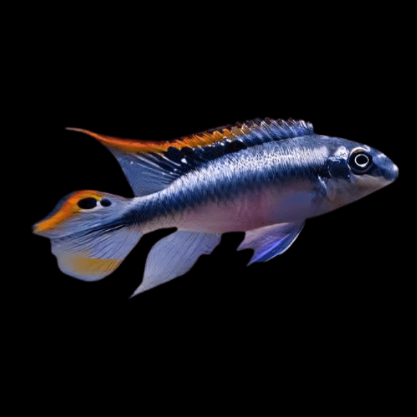 Kribensis Blue Cichlid Pelvicachromis Pulcher 4cm - Real Aquatics
