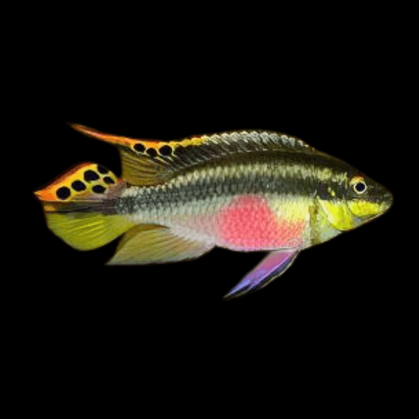 Kribensis Cichlid Pelvicachromis Pulcher 4cm - Real Aquatics