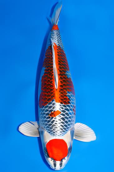 Kujaku Japanese Koi Carp Cyprinus Carpio - Real Aquatics