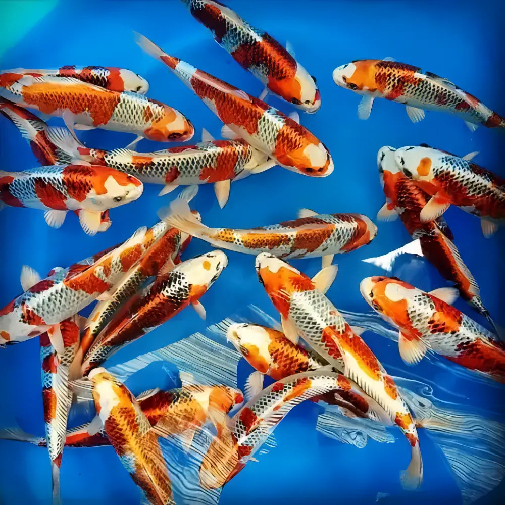 Kujaku Japanese Koi Carp Cyprinus Carpio - Real Aquatics