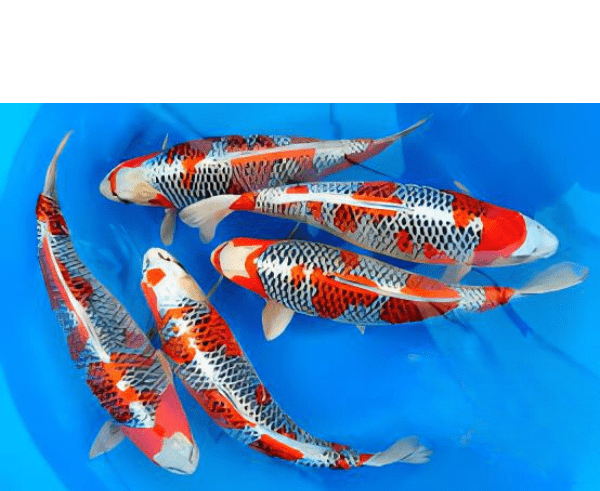 Kujaku Japanese Koi Carp Cyprinus Carpio - Real Aquatics