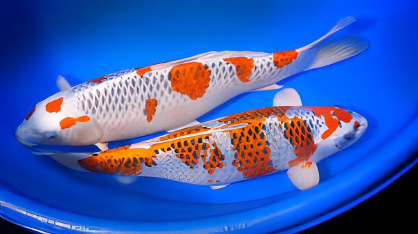 Kujaku Japanese Koi Carp Cyprinus Carpio - Real Aquatics