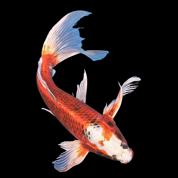 Kujaku Butterfly Japanese Koi Carp Cyprinus Carpio - Real Aquatics