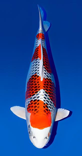 Kujaku Japanese Koi Carp Cyprinus Carpio - Real Aquatics