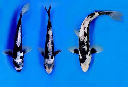 Kumonryu Japanese Koi Carp Cyprinus Carpio - Real Aquatics