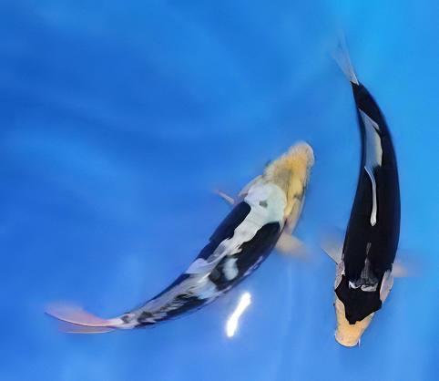 Kumonryu Japanese Koi Carp Cyprinus Carpio - Real Aquatics
