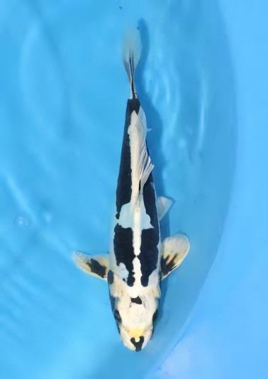 Kumonryu Japanese Koi Carp Cyprinus Carpio - Real Aquatics