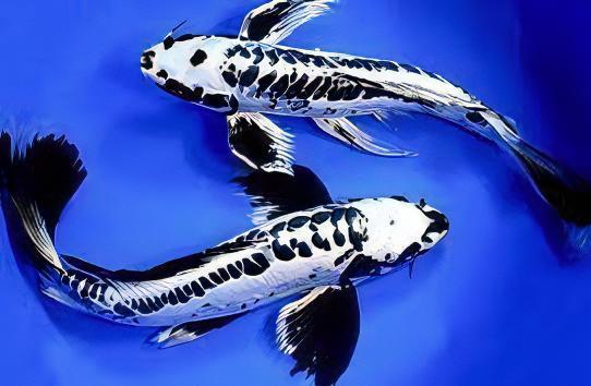 Kumonryu Japanese Koi Carp Cyprinus Carpio - Real Aquatics