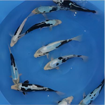 Kumonryu Japanese Koi Carp Cyprinus Carpio - Real Aquatics