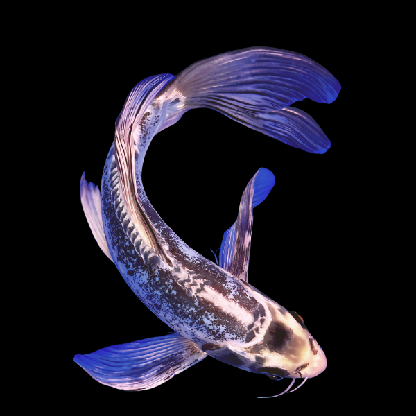 Kumonryu Butterfly Grade A Koi Carp Cyprinus Carpio - Real Aquatics