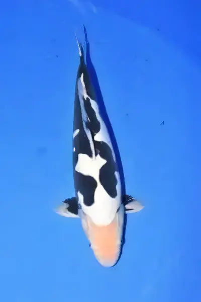 Kumonryu Japanese Koi Carp Cyprinus Carpio - Real Aquatics