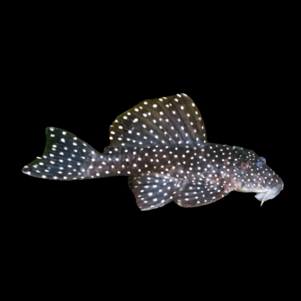 L004 Angelicus Pleco Hypancistrus Sp - Real Aquatics