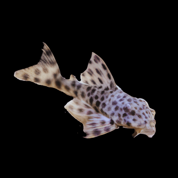 L006 Brown Dot Pleco Peckoltia Oligospila 5cm - Real Aquatics