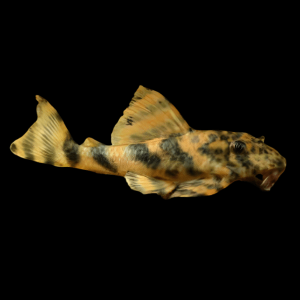L008 Leopard Pleco Peckoltia Sp - Real Aquatics