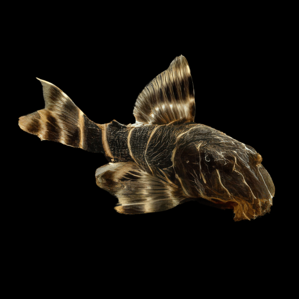 L104 Clown Pleco Panaqolus Maccus 4cm - Real Aquatics
