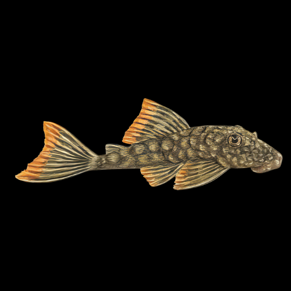 L106 Orange Seam Pleco Hemiancistrus Guahiborum - Real Aquatics