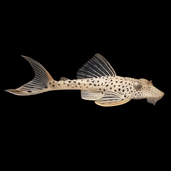 L11 Red Fin Thresher Pleco Plecostomus Annae - Real Aquatics