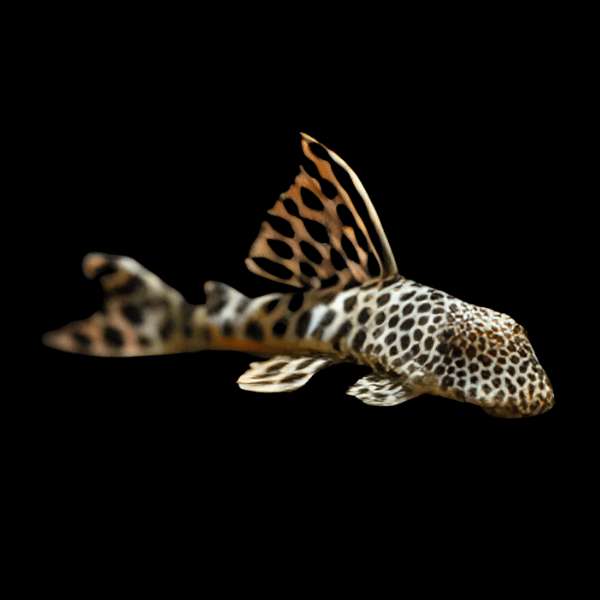 L124 Para Pleco Hemiancistrus Sabaji - Real Aquatics