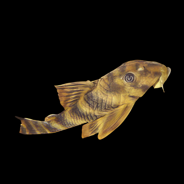 L15 Candy Stripe Pleco Pectolia Vittata 6cm - Real Aquatics