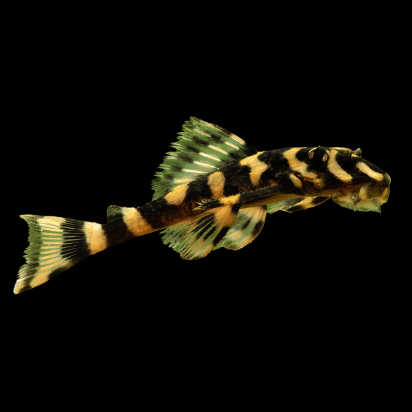 L168 Butterfly Pleco Zonancis Brachyurus 6cm - Real Aquatics