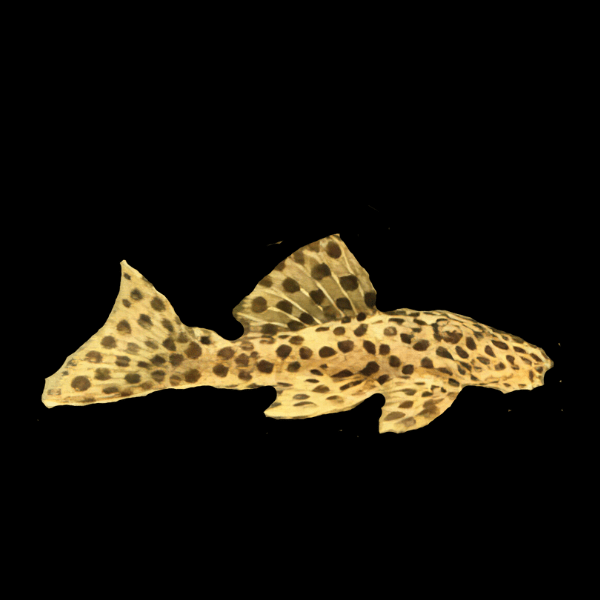 L172 Golden Vampire Pleco leporacanthicus Heterodon 6cm - Real Aquatics