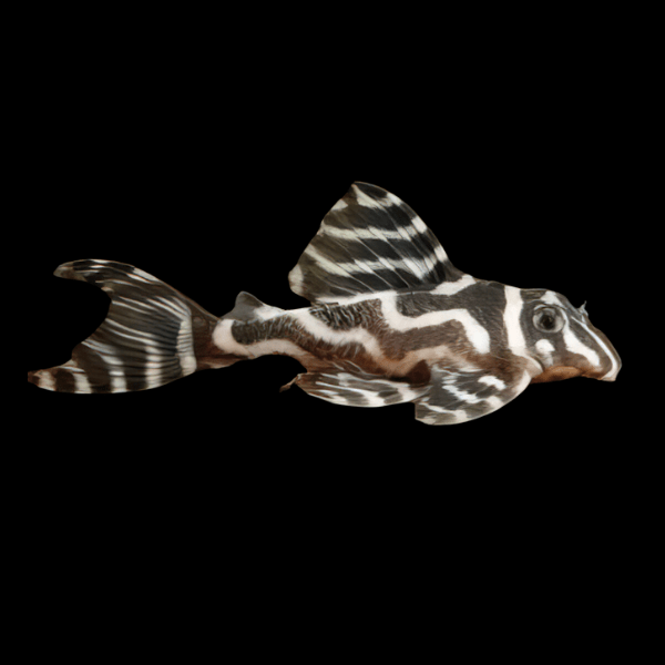 L173b False Zebra Pleco Hypancistrus Sp 5cm - Real Aquatics