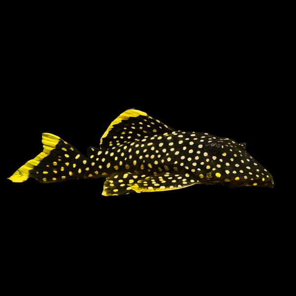 L18 Golden Nugget Pleco Baryancistrus Xanthellus - Real Aquatics