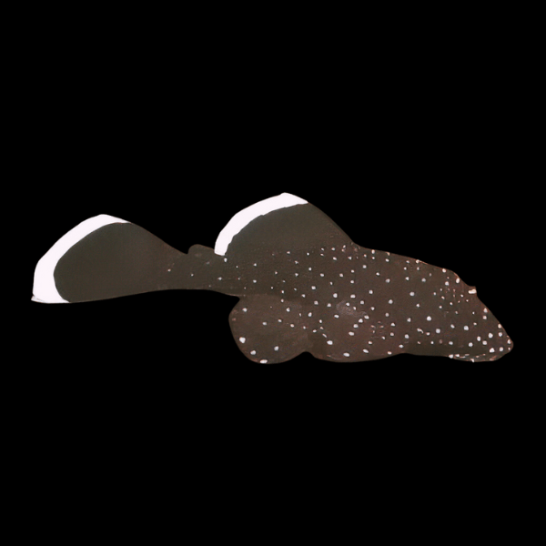 L183 Starlight White Seam Pleco Xenocara Dolichoptera 5cm - Real Aquatics