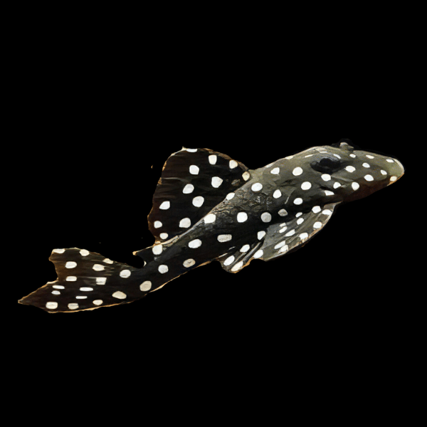L201 Snowball Pleco Hypancistrus Inspector - Real Aquatics