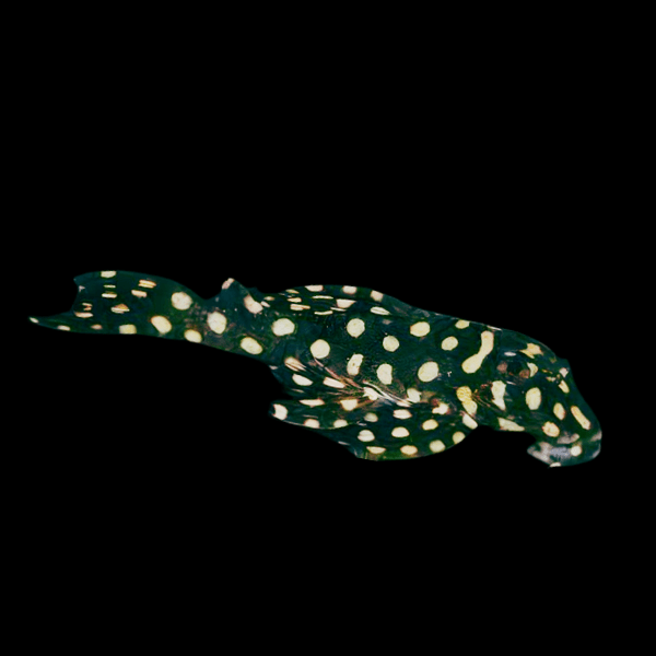 L201a Big Spot Pleco Hypancistrus Contradens 5cm - Real Aquatics