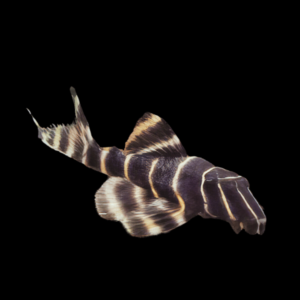 L204 Striped Flash Pleco Panaqolus Albivermis Peru 6cm - Real Aquatics