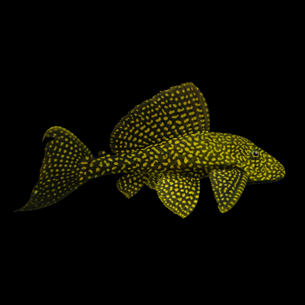 L22 Marbled Sail Fin Pleco Pterygoplichthys Joselimaianus - Real Aquatics