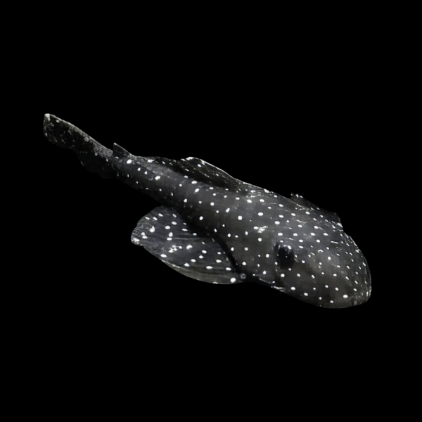 L235 Anthrax Flash Flat Flyer Pleco Pseudolithoxus Anthrax 6cm - Real Aquatics