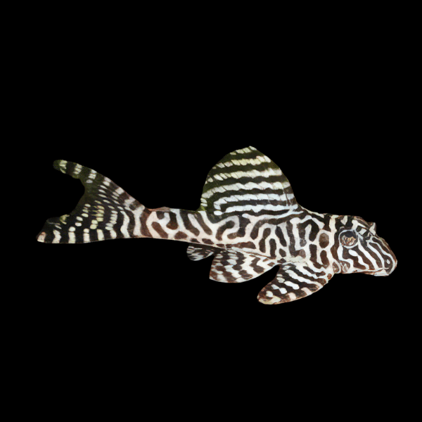 L236 Super White Irini Cracked Zebra Pleco Hypancistrus Sp 5cm - Real Aquatics