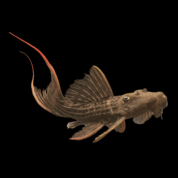 L24 Red Fin Cactus Pleco Pseudacanthicus Pitanga - Real Aquatics