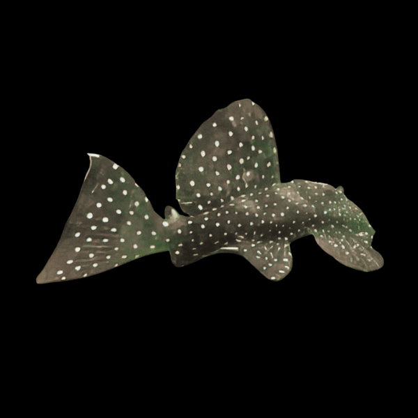 L240 Galaxy Pleco Leporacanthicus cf Galaxias - Real Aquatics