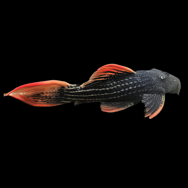 L25 Scarlet Cactus Pleco Pseudacanthicus Pirarara sp - Real Aquatics
