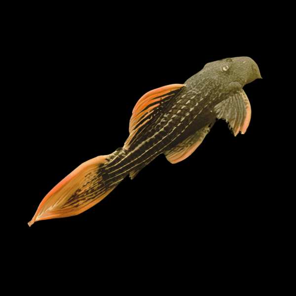 L25 Seven Pointer Red Scarlet Cactus Pleco Pseudacanthicus Pirarara sp - Real Aquatics