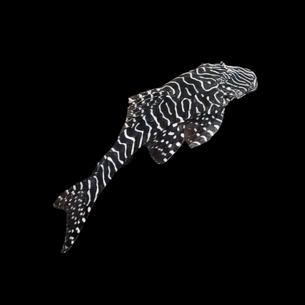 L257 Tiger Pleco Pseudolithoxus Tigris 6cm - Real Aquatics