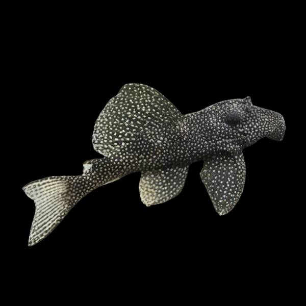L262 Stardust Pleco Hypancistrus Sp 5cm - Real Aquatics