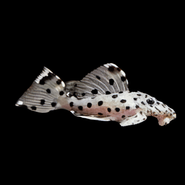 L264 Sultan Pleco Leporacanthicus Joselimai - Real Aquatics